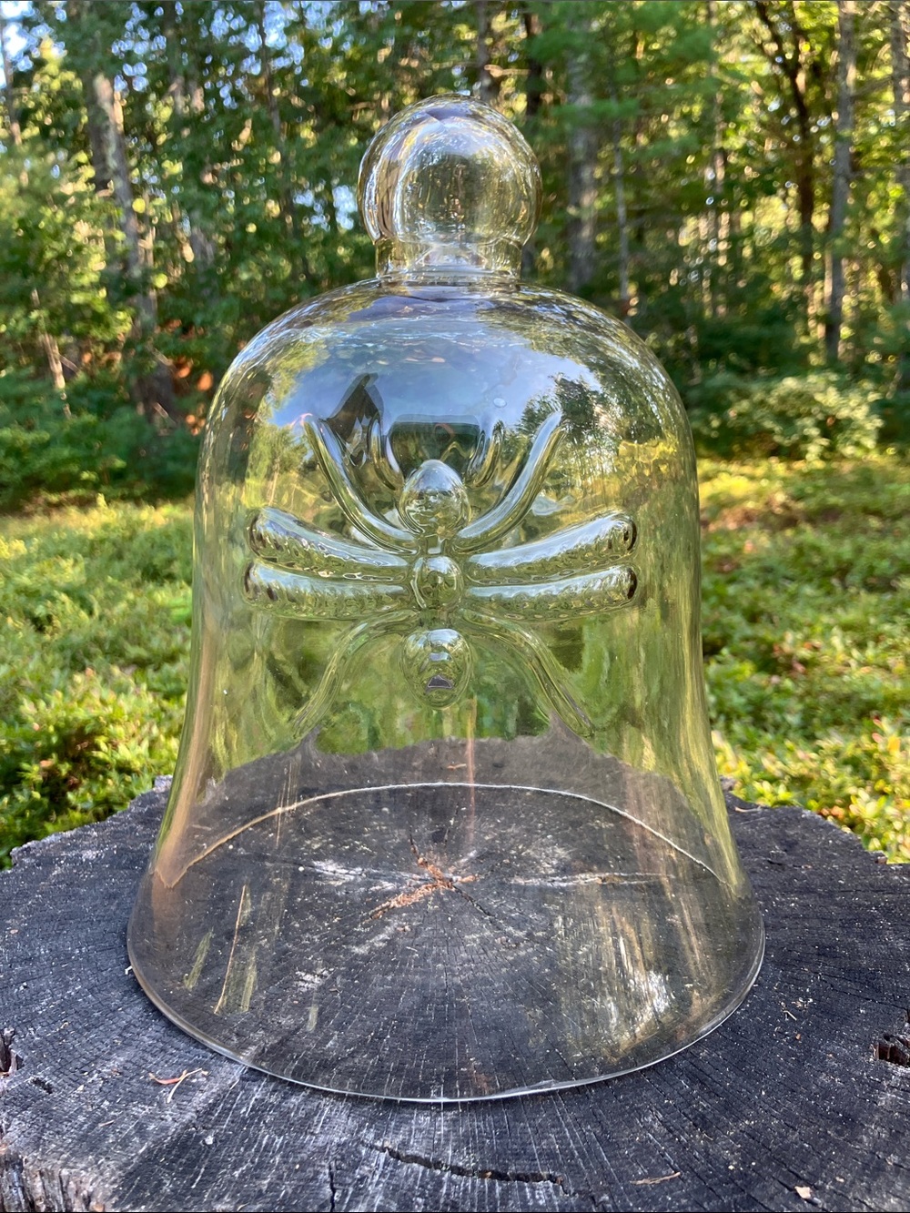 Large Glass Bell Dome Cloche Display Spider Halloween Bee Bug Insect